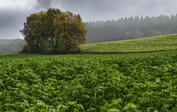Field, nature, fog