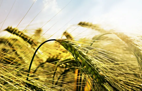 Field, macro, light, ears, Wheat