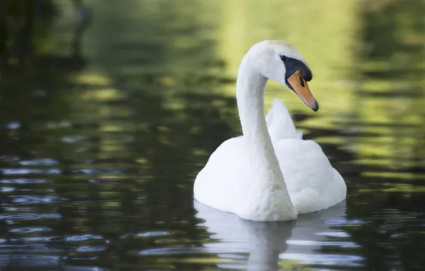White, water, nature, bird, Swan, pond