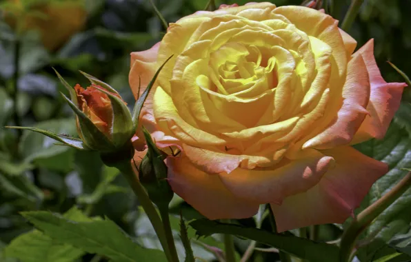 Macro, rose, beauty, lush