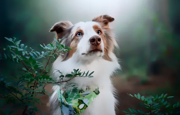 Look, leaves, branches, nature, pose, portrait, dog, white