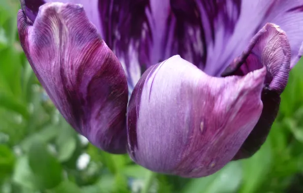 Macro, Flowers, Tulips, Purple