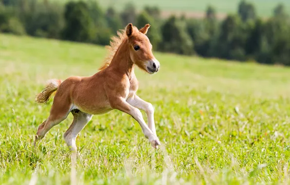 Picture summer, grass, field, nature, mini, animal, horse, colt