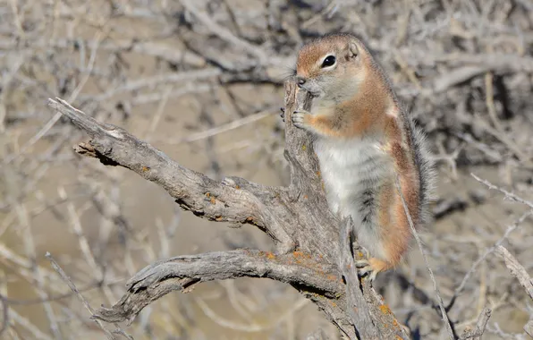 Picture snag, gopher, White-tailed Prairie dog