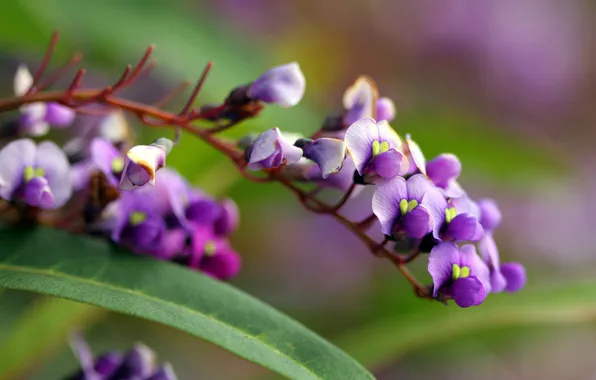 Flowers, branch, violet