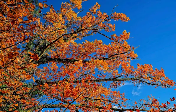 Picture autumn, the sky, leaves, branches