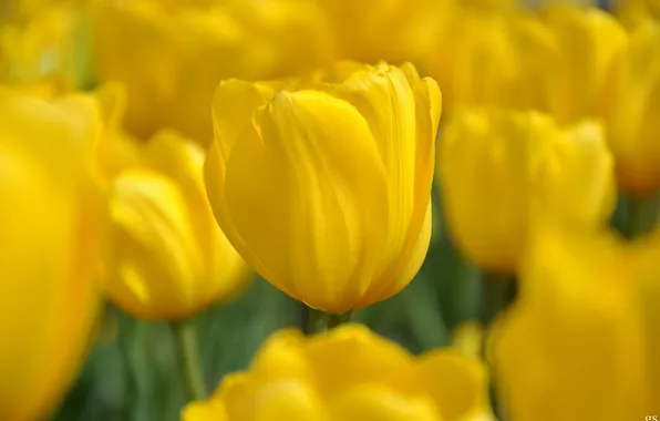 Picture field, nature, spring, yellow, tulips, a lot