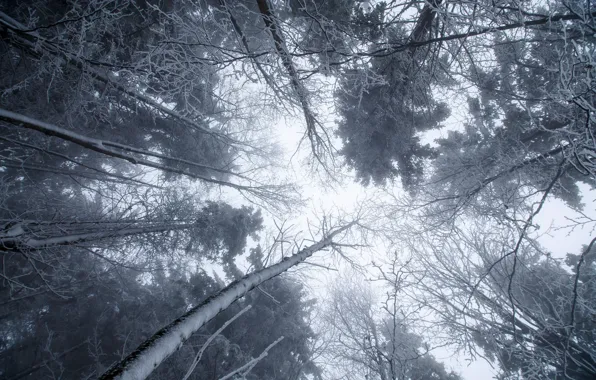 Winter, snow, trees
