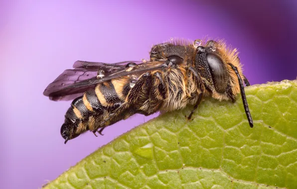 Picture drops, macro, bee, background, leaf, wings, insect, antennae
