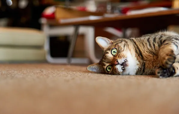 Cat, cat, look, face, pose, house, grey, room
