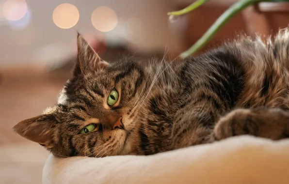 Picture cat, cat, look, face, lies