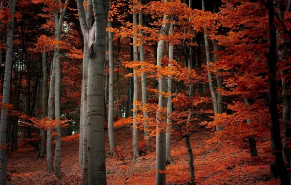 Picture autumn, forest, trees, nature