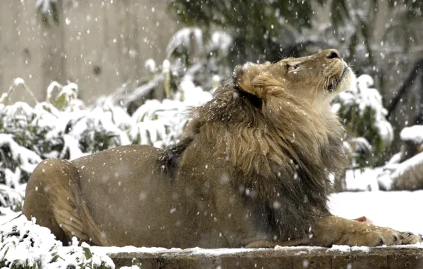 Look, snow, Leo