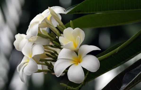 Leaves, flowers, branch, white, buds, bokeh, plumeria, frangipani