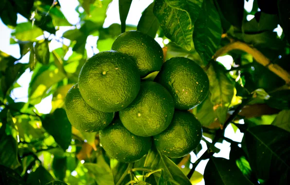 Green, fruit, tangerines, bunches, citrus