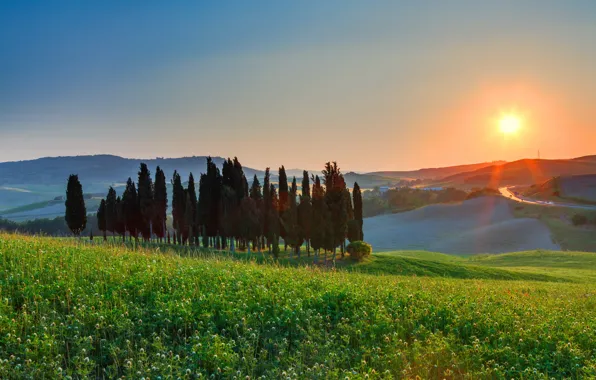 Field, landscape, sunset, tree