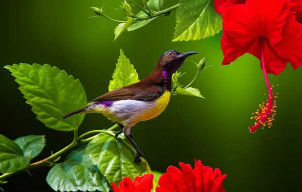 Leaves, flowers, branches, nature, tropics, bird, buds, hibiscus