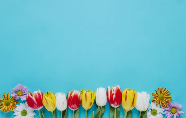 Flowers, Tulips, Background, Chrysanthemum