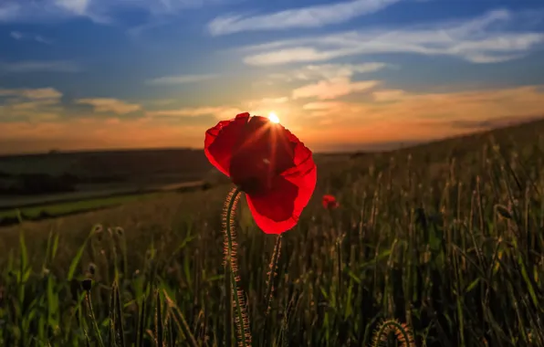Field, flower, summer, the sky, clouds, rays, light, sunset