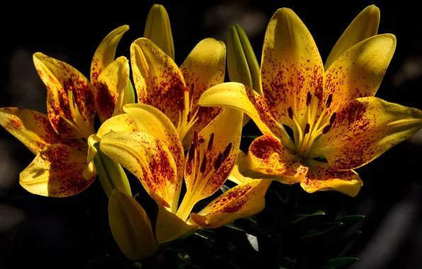 Flowers, yellow, the dark background, Lily, garden, buds, motley