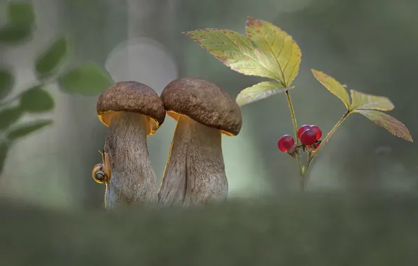 Picture berries, snail, bokeh, giby, Alexander Gvozd