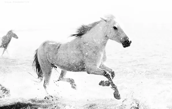 Nature, background, horse