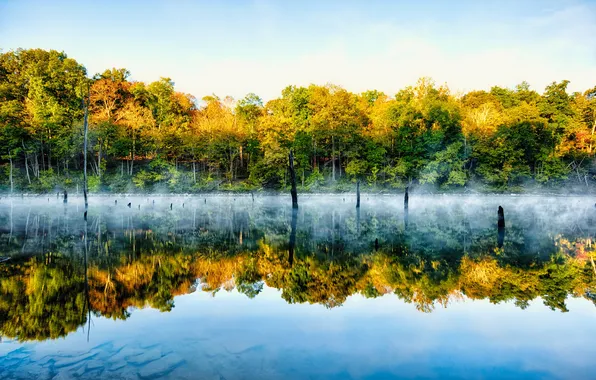 Picture the sky, trees, fog, lake, reflection, mirror