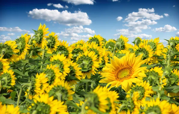 Picture field, the sky, clouds, sunflowers, flowers