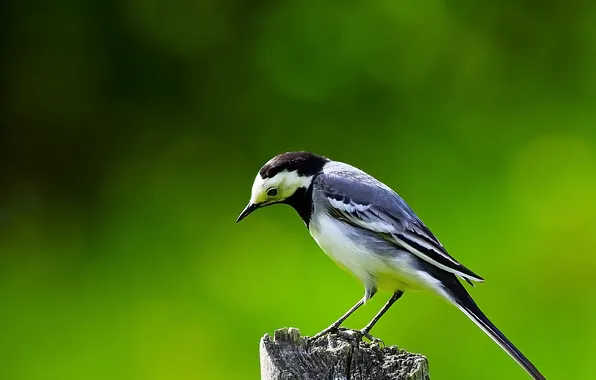 Picture nature, tree, bird, stump, Wagtail