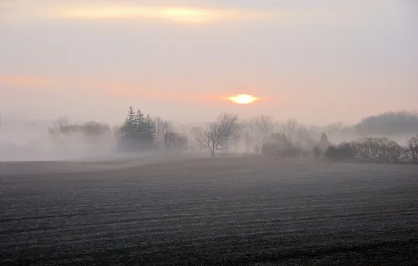 Field, landscape, fog, morning
