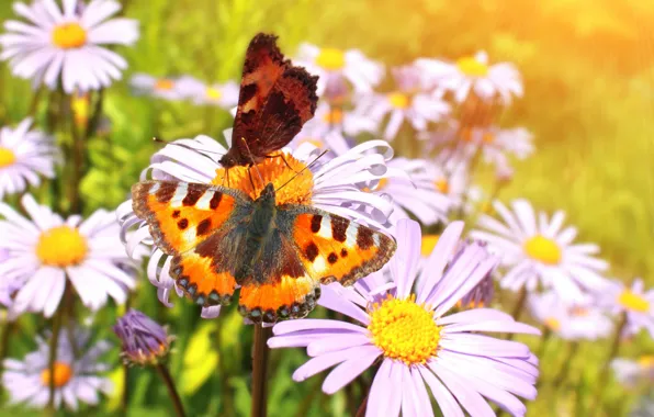 Grass, butterfly, flowers, freshness, green, chamomile, beauty, spring