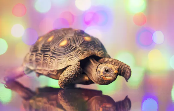 Look, pose, reflection, table, sweetheart, turtle, legs, walk