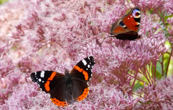 Flower, grass, butterfly, flowers, widescreen, Wallpaper, butterfly, wallpaper