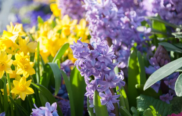 Spring, daffodils, bokeh, hyacinths