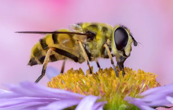 Flower, eyes, macro, bee, background, pink, petals, insect