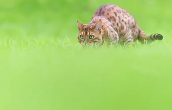 Cat, grass, cat, look, pose, glade, hunting, face