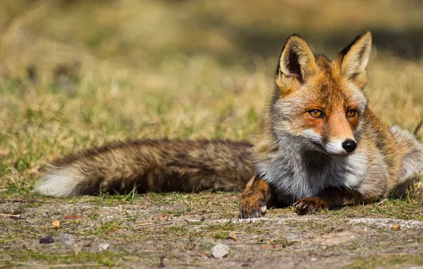 Picture look, nature, Fox, tail, lies