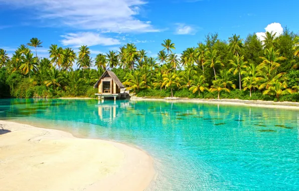 Palm trees, Paradise, house, Laguna, Bora Bora, incredible, aqua, Polynesia