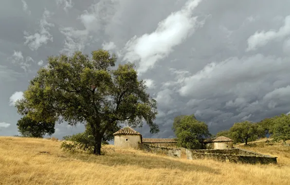 Picture field, trees, home
