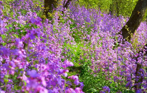 Picture Spring, Purple flowers, Purple flowers