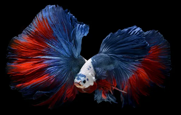 Background, black, fish