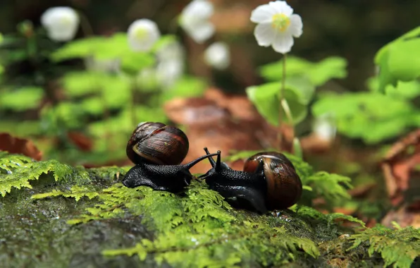 Picture leaves, macro, flowers, snails, girlfriend