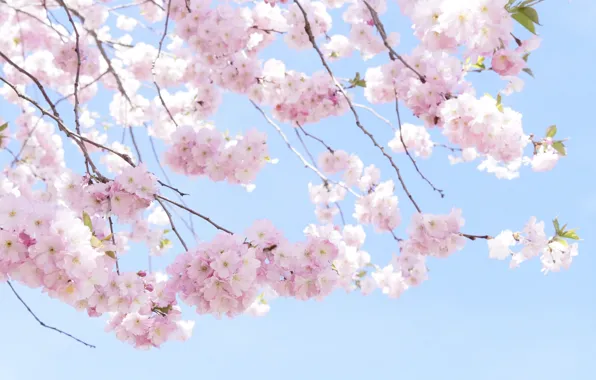 Picture branches, cherry, tree, spring, Sakura, pink, tree, cherry