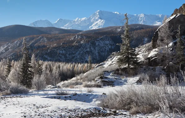 Snow, landscape, mountains, nature, ate, forest, Altay, Victor Zaitsev