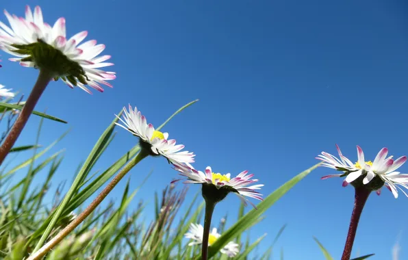 Summer, the sky, grass, flowers