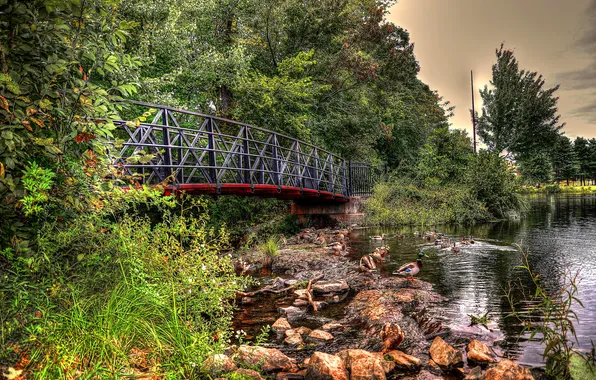 Picture the sky, trees, bridge, river, stones, duck