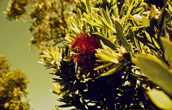 Picture flower, grass, trees, nature, the bushes, nature, Grevillea