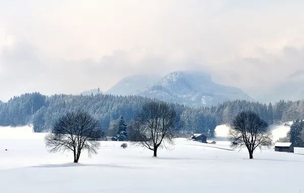 Winter, trees, landscape, mountains