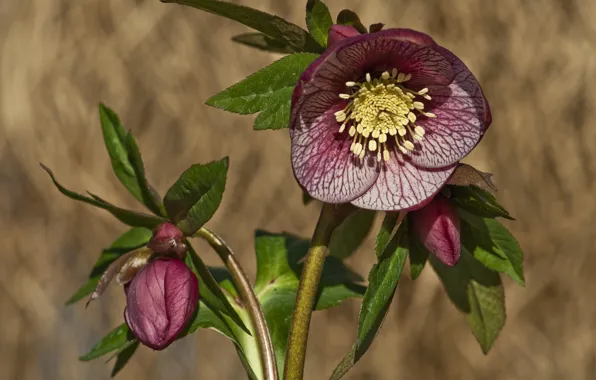 Flower, background, Bud, hellebore, Helleborus