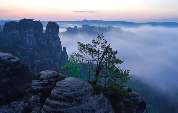Mountains, fog, tree, rocks, height, morning, Germany, pine